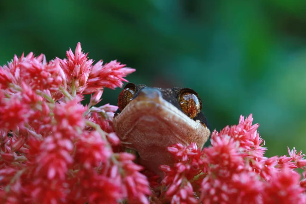 Community Ecology